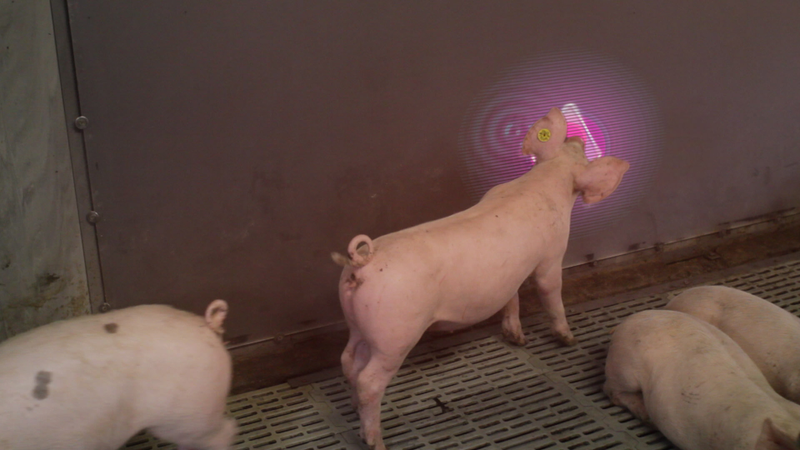 Illustration for article titled A Video Game That Helps People Forge Stronger Relationships...With Pigs